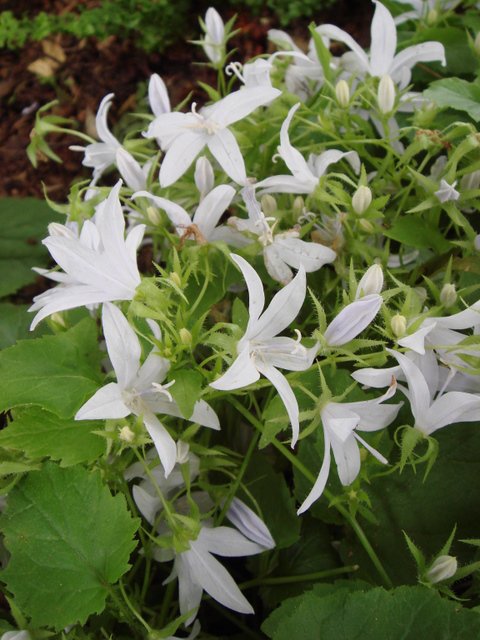 Campanula poscharskyana 'Alba' fleur